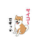 私の柴犬さん【毎日便利】（個別スタンプ：30）