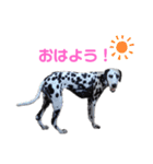 ダルメシアンのアンディだよーno.6（個別スタンプ：4）