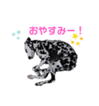 ダルメシアンのアンディだよーno.6（個別スタンプ：9）