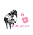 ダルメシアンのアンディだよーno.6（個別スタンプ：23）