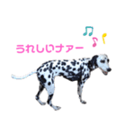 ダルメシアンのアンディだよーno.6（個別スタンプ：30）