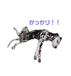ダルメシアンのアンディだよーno.6（個別スタンプ：31）