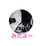 ダルメシアンのアンディだよーno.6（個別スタンプ：32）