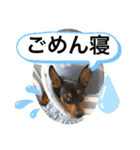 ミニピンるーく（個別スタンプ：9）