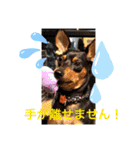 ミニピンるーく（個別スタンプ：12）