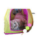 aiaiaiboo（個別スタンプ：1）