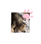 aiaiaiboo（個別スタンプ：14）
