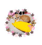 aiaiaiboo（個別スタンプ：15）