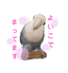 コザクラインコのなつちゃん（個別スタンプ：3）