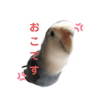 コザクラインコのなつちゃん（個別スタンプ：4）