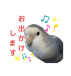 コザクラインコのなつちゃん（個別スタンプ：6）