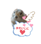 リチャードソンジリスのお転婆るかちゃん！（個別スタンプ：36）