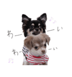 チワワ*ハレマノ（個別スタンプ：1）