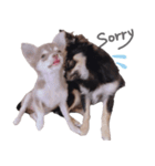チワワ*ハレマノ（個別スタンプ：6）