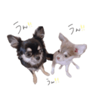 チワワ*ハレマノ（個別スタンプ：7）