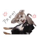 チワワ*ハレマノ（個別スタンプ：9）