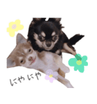チワワ*ハレマノ（個別スタンプ：12）