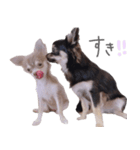 チワワ*ハレマノ（個別スタンプ：17）