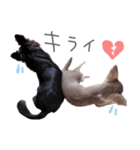 チワワ*ハレマノ（個別スタンプ：18）