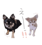 チワワ*ハレマノ（個別スタンプ：21）