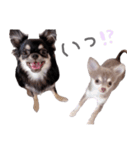 チワワ*ハレマノ（個別スタンプ：22）