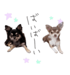 チワワ*ハレマノ（個別スタンプ：32）