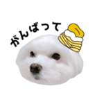 毎日白い犬5（個別スタンプ：4）