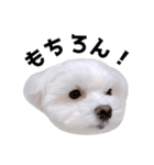 毎日白い犬5（個別スタンプ：5）