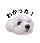 毎日白い犬5（個別スタンプ：8）