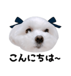 毎日白い犬5（個別スタンプ：10）