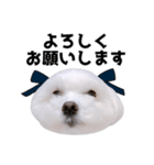 毎日白い犬5（個別スタンプ：12）