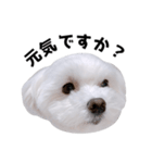 毎日白い犬5（個別スタンプ：13）