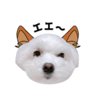 毎日白い犬5（個別スタンプ：15）