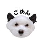 毎日白い犬5（個別スタンプ：16）