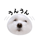 毎日白い犬5（個別スタンプ：18）