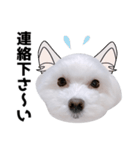 毎日白い犬5（個別スタンプ：25）