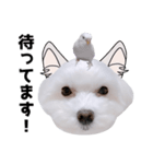 毎日白い犬5（個別スタンプ：26）