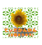 沖縄の方言〜うちなーぐち〜（個別スタンプ：11）