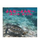 沖縄の方言〜うちなーぐち〜（個別スタンプ：22）