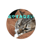 キョン氏ニャンコ大集合（個別スタンプ：1）