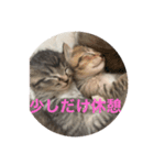キョン氏ニャンコ大集合（個別スタンプ：4）
