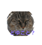キョン氏ニャンコ大集合（個別スタンプ：7）