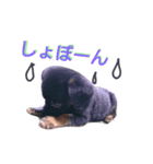 OREO dog stamp 1（個別スタンプ：1）
