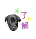 OREO dog stamp 1（個別スタンプ：2）