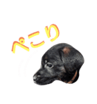 OREO dog stamp 1（個別スタンプ：4）