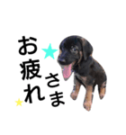 OREO dog stamp 1（個別スタンプ：7）