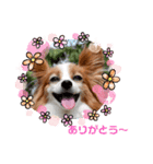 パピヨンめる 2（個別スタンプ：1）