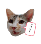 こなつのスタンプ2（個別スタンプ：3）