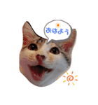 こなつのスタンプ2（個別スタンプ：13）