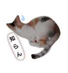 こなつのスタンプ2（個別スタンプ：23）